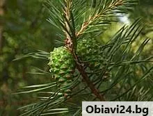 Озеленяване - obiavi24.bg