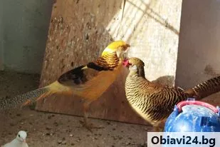 Жълто-златни фазани - obiavi24.bg