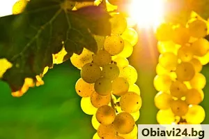 Продавам грозде – Мускат отонел, Каберне совиньон, Памид - obiavi24.bg