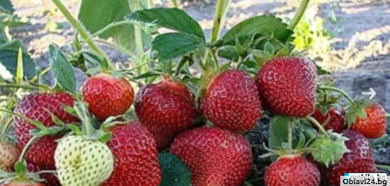 Продавам ягоди на килограм - obiavi24.bg