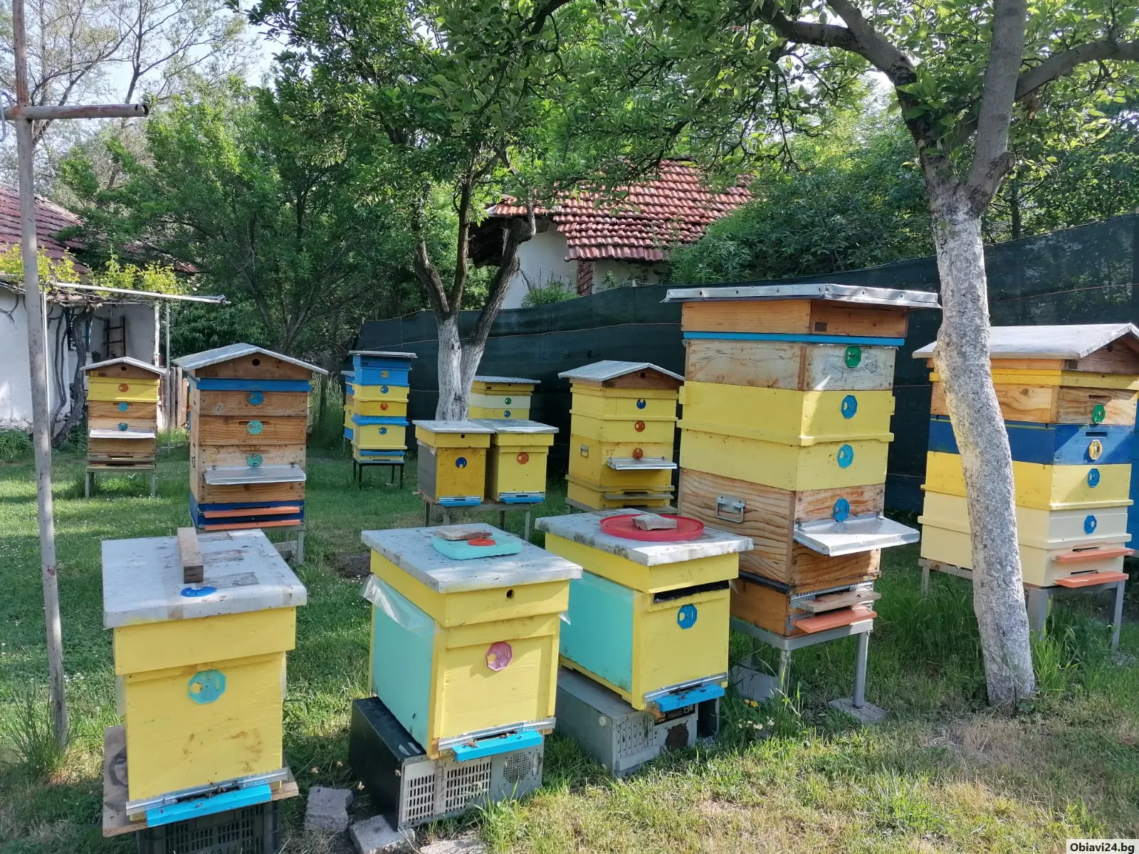 Продавам пчелни семейства и отводки в регион Перник. - obiavi24.bg