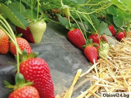 Продавам корени целогодишни ягоди сорт селва и Остара - obiavi24.bg