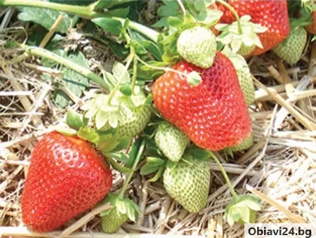 Продавам корени целогодишни ягоди сорт селва и Остара - obiavi24.bg