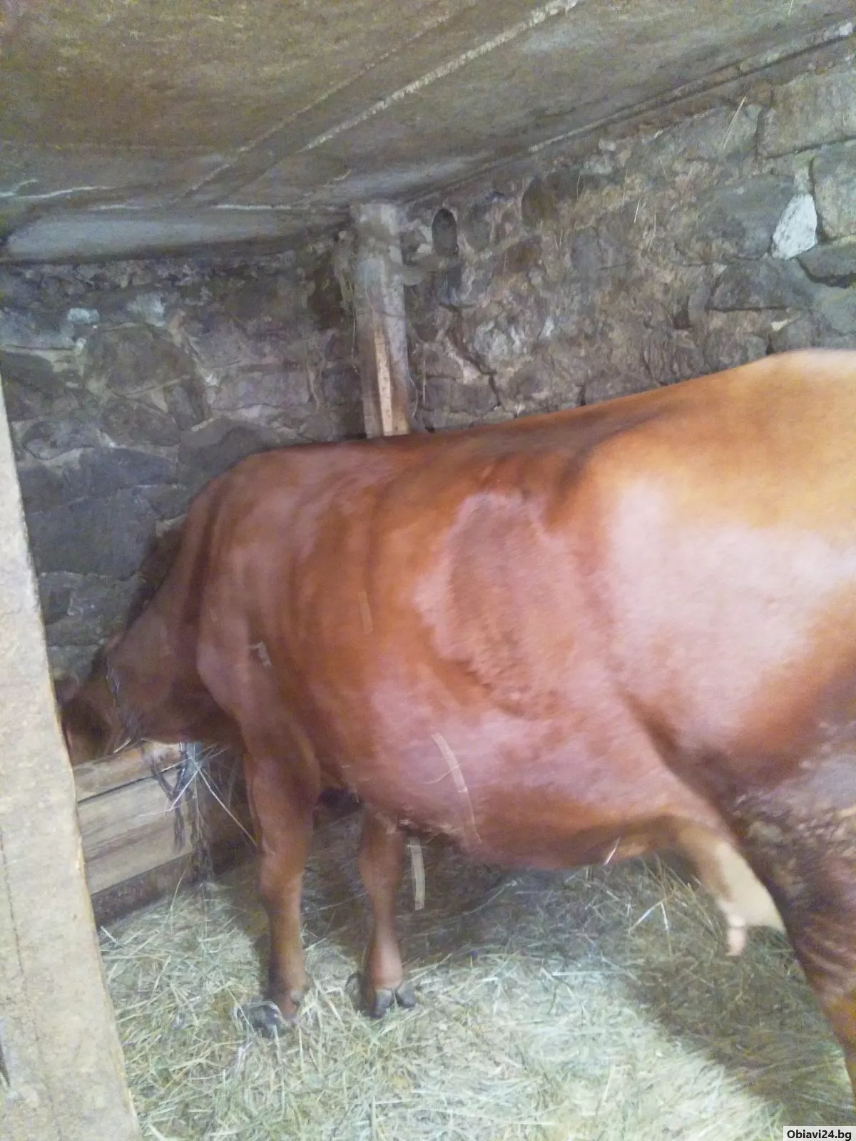 Продавам крави - obiavi24.bg