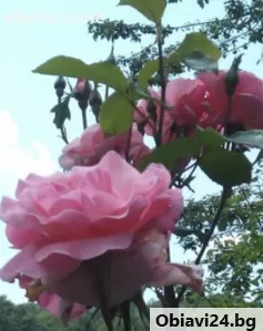 Резници от розова храстовидна роза - obiavi24.bg